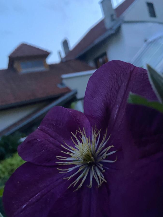 Gasthof Zum Mohrn Oberwoelz Stadt المظهر الخارجي الصورة